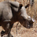 zimbabwe-rhinos