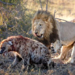 Heyna vs Lion at Kruger