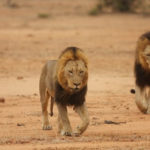 Male Lions in Sabi