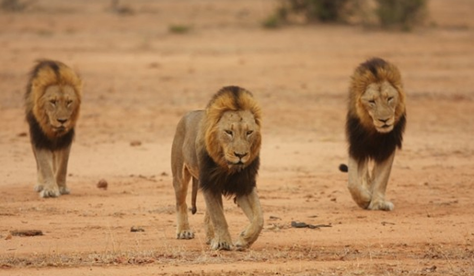 Male Lions in Sabi