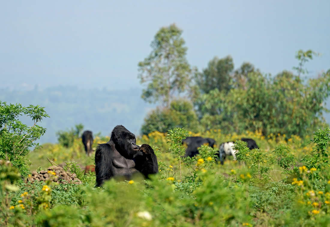 Gorillas in Congo's Virunga Region