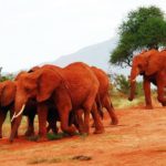 Red Elephants in Tsavo