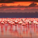 Birding in Lake Nakuru