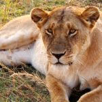 Uganda Lions