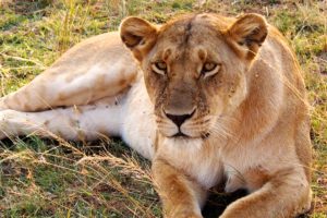 Uganda Lions