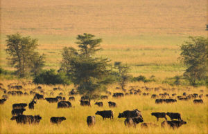 Wildlife in Kidepo National Park