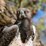Kruger Martial Eagle