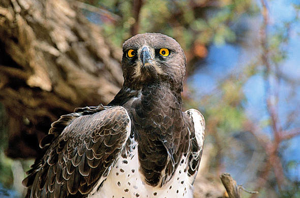 Kruger Martial Eagle