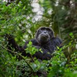 Chimmpanzee habituation