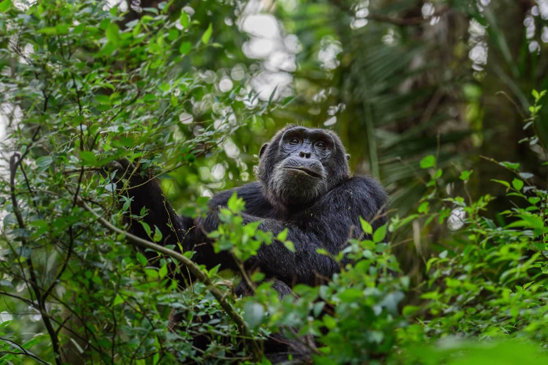 kibale Chimp Tracking