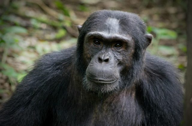 Chimpanzees in Africa