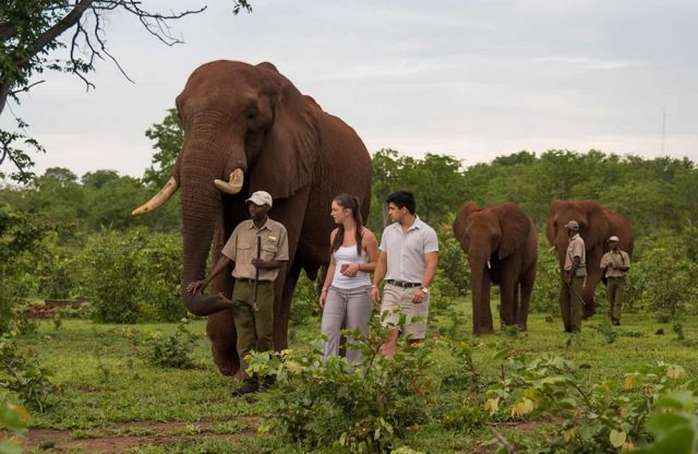 Encounter Elephants